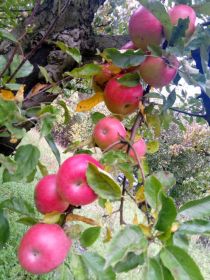 Eco jabłka z tradycyjnej przechowalni nie chłodni