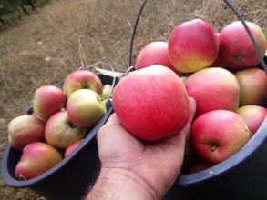 Sprzedam Eco jabłka z tradycyjnej przechowalni nie chłodni