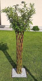wierzba pleciona- drzewko