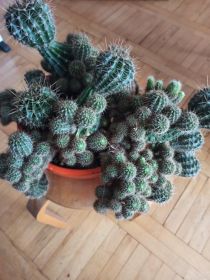 sprzedam kaktus