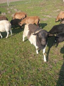 Owce baranki kameruńskie