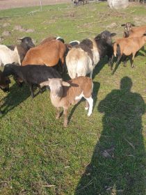 Owce baranki kameruńskie