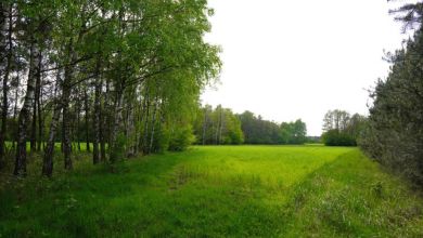 Ponad 8 ha gruntu, lasu i łąk Brody gmina Malanów