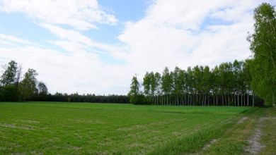 Ponad 8 ha gruntu, lasu i łąk Brody gmina Malanów