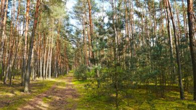 Ponad 8 ha gruntu, lasu i łąk Brody gmina Malanów