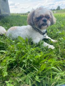 Poszukuje zaginionych piesków dwa shih tzu