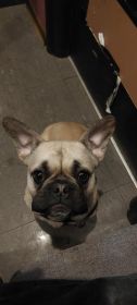 Buldog francuski