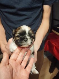 Shih tzu