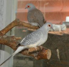 Gołąbki Diamentowe
