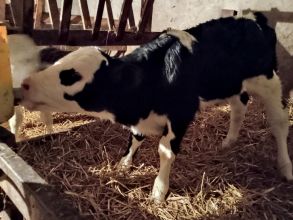 Sprzedam jałówkę po bb i byczka po simentalu