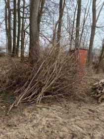 Oddam gałęzie za darmo