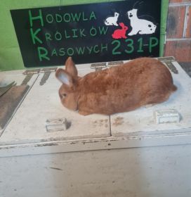 Nowozelandzki czerwony
