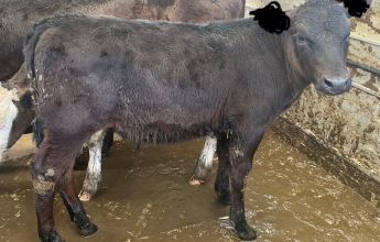 Sprzedam 3 byczki mięsne 100kg