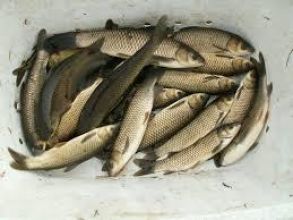 Karp i amur zarybieniowy.