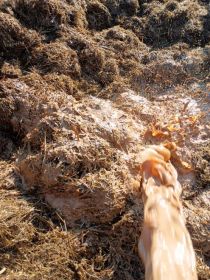 Sprzedam wywar syrop pszeniczny ok 30%białka