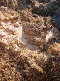 Sprzedam wywar syrop pszeniczny ok 30%białka