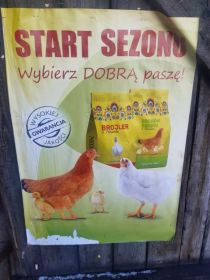 DJ ZŁOTA - miezanka dla kur niosek