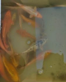 Sprzedam Karpie Koi