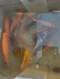 Sprzedam Karpie Koi