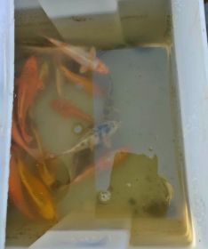 Sprzedam Karpie Koi