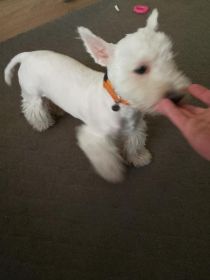 West..,.Terrier
