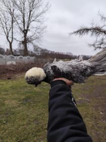 Jaja lęgowe od białoczubów holenderskich