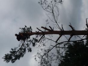 Wycinki alpinistyczne drzew Turek i bliskie okolice