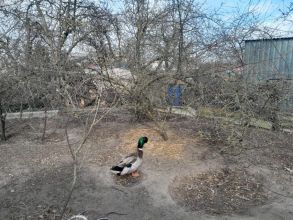 Kaczor staropolski