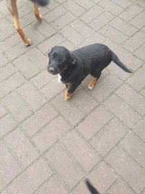 Oddam w dobre ręce
