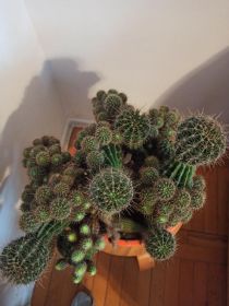 sprzedam kaktus