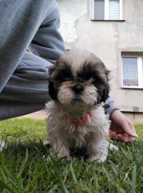 Shih tzu