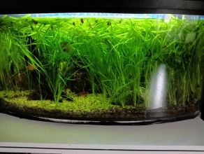 akwarium 120l