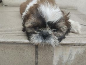 Shih tzu