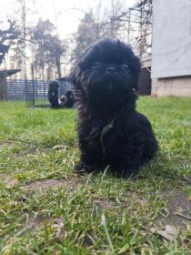 Shih tzu