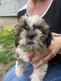 Shih tzu