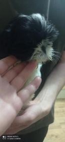 Shih tzu