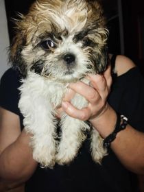 Shih tzu
