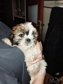 Shih tzu