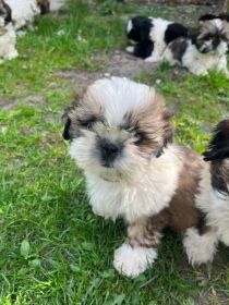 Shih tzu