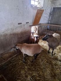 Sprzedam owce kameruńskie
