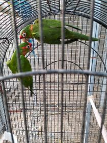 Papugi