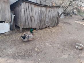 Sprzedam kaczora staropolskiego