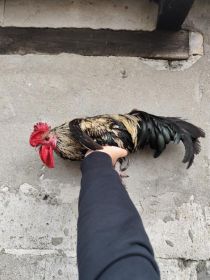 Sprzedam koguta liliputa