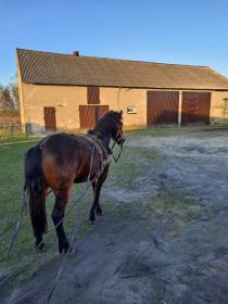 Sprzedam konika