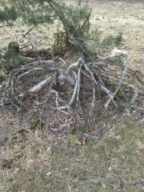 Oddam za darmo korzenie