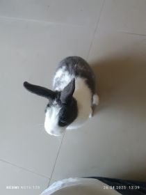 Królik miniaturka
