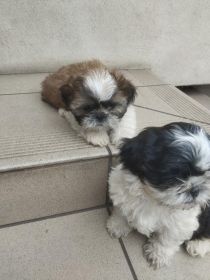 Shih tzu