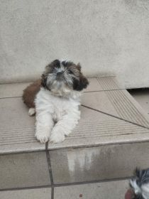 Shih tzu