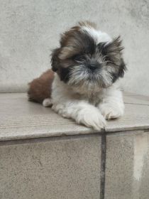 Shih tzu