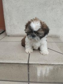 Shih tzu